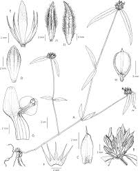 Image result for Dicliptera maculata