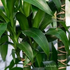 Image result for Dracaena laxissima