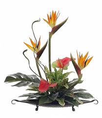 Pin On Bird Of Paradise