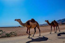 2 parrots live in tropical rainforests. How Many Types Of Camels Live In The World Today Worldatlas