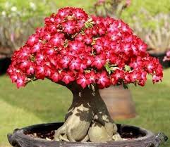 Maybe you would like to learn more about one of these? Jardines Y Plantas Conoce Las Plantas Rosa Del Desierto