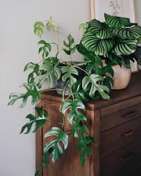 20 Stunning Indoor Decorative Plants To Bring Freshness 8 Planting Diy Friends Plant Decor Hanging Plants Small Indoor Plants