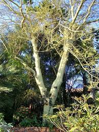 Image result for Acacia xanthophloea