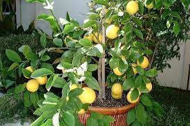 You could try using a halved wooden barrel, or a galvanized dustbin. Best Fruits To Grow In Pots Strawberry Plants Fruit Trees Growing Strawberries In Containers