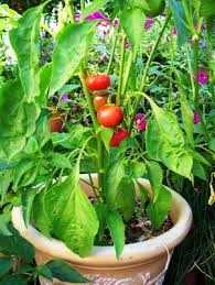 Plant deep enough to cover the top of the transplant root ball with a 1/2″ of soil. Chiming In On Mini Bell Peppers Finegardening