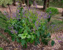 Image result for Brillantaisia