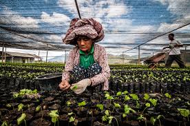 Seeds For Future Generations Indonesia A Woman Planting Coffee Seedlings In A Coffee Nursey In Central Aceh District Aceh Province Indonesia Coffee Farmi