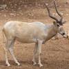 The addax is an antelope of middle size, perfectly suited to living in harsh desert landscapes. 1