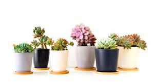 Conoce algunas de estas suculentas una suculenta de buen sabor es la portulaca oleracea, conocida popularmente como verdolaga, es una planta anual suculenta de la familia portulacaceae. Asi Podes Tener Un Jardin De Suculentas Y Cactus Emedemujer Costa Rica