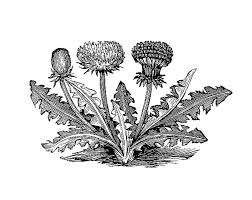 Vintage Clip Art Botanical Graphic Black And White Illustration Of Dandelio Botanical Illustration Black And White Vintage Illustration Clip Art Vintage