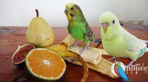 muhabbet kuslari ne yer 2021 muhabbet kuslari meyve sebzeler