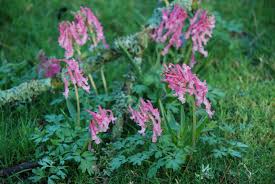 Image result for Corydalis