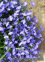 Image result for Lobelia erinus