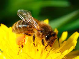 What happens when bees pollinate flowers. Bee Pollination And The Value Of Different Bee Species