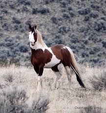 War Eagle Mustang Of The South Steens Or Horses Pretty Horses Mustang Horse