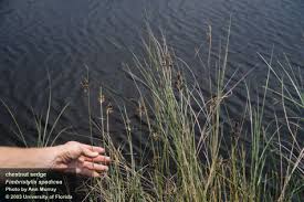 Image result for Fimbristylis aphylla