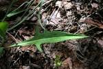 Image result for Lactuca lasiorhiza