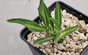 Image result for Euphorbia eranthes