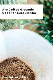 Or should i put them elsewhere? Are Coffee Grounds Good For Succulents Coffee Grounds For Plants Succulent Fertilizer Succulents