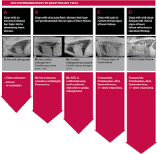 Chf itself is not a disease: Congestive Heart Failure In Cats Forum Review At Cats Www Addlab Aalto Fi