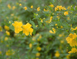 Image result for Kerria japonica