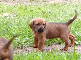 Image result for štýrský brakýř