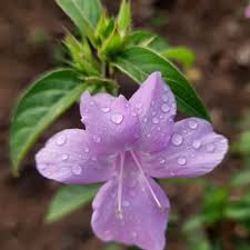 Image result for Barleria capitata