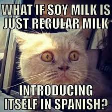 Funny Cat Memes Google Search Funny Animals Funny Cats Animals