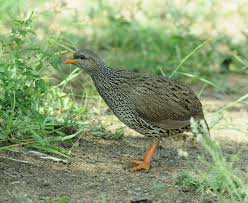 Image result for Tragiella natalensis