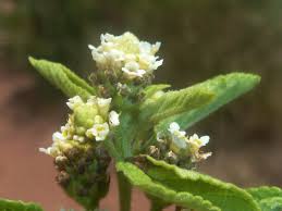 Image result for Lippia javanica