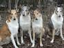 Adopt — Southland Collie Rescue
