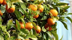 Maybe you would like to learn more about one of these? Orange Fruit Tree Images Free Stock Photos Download 15 996 Free Stock Photos For Commercial Use Format Hd High Resolution Jpg Images Sort By Popular First