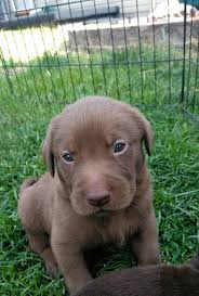Parents of all our labrador retriever. Labrador Retriever Puppies For Sale Woodhaven Mi 299537