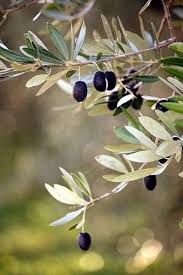 Pin By Marisa Bove On La Dolce Vita Olive Tree Olive Gardens Plants