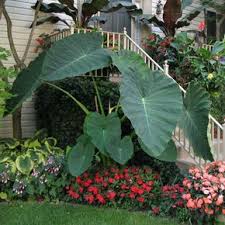 Hardy Tropical Plants You Can Grow The Garden Glove Tropical House Plants Tropical Garden Design Plants