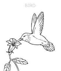 Each coloring page has some information about the bird and the color of its plumage. Bird Coloring Pages Playing Learning