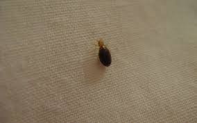 That's why early identification and quick action is vital to preventing a serious outbreak. Where Do Bed Bugs Come From And How Do They Spread Tri Hill Turf Care And Pest Control