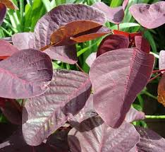 Image result for Euphorbia umbellata