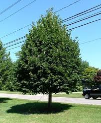 Closed sunday july 4, 2021. Tilia Cordata Greenspire Littleleaf Linden Shade Trees Trees To Plant Linden Tree