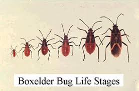 The Eclectic Scientist Boxelder Bugs Vs Lady Bugs Box Elder Bugs Bug Trap Plant Bugs