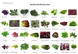 Eat Your Greens And Reds And Purples Leaf Identification