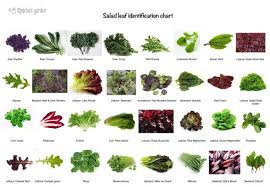 eat your greens and reds and purples leaf identification