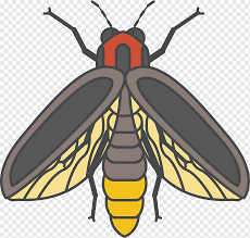 For information on animals, click on the links or images below in the tables. Fire Bug Png Images Pngwing