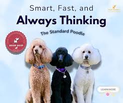 Image result for poodle