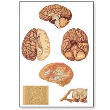 This diagram shows the components of the central nervous system. Human Central Nervous System Chart 4006536 3b Scientific V2034u Human Brain And Nervous System Posters And Charts