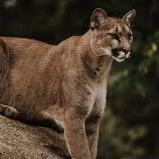 I actually recorded 108 on the same run downhill but i think that was a quirk and not a real speed as it only showed up for. Understanding The Snoqualmie Valley S Cat Of Many Names The Cougar Living Snoqualmie