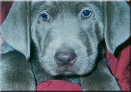 Their loyalty and friendly disposition are very appealing, especially over generations of breeding for a smaller stature and shorter fur, the true labrador retriever was born in labrador, canada. Pin On Books Worth Reading