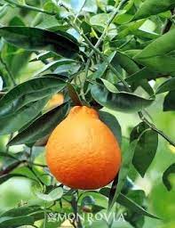 Monrovia S Minneola Tangelo Details And Information Learn More About Monrovia Plants And Best Practices For Best Poss Minneola Tangelo Citrus Trees Tree Seeds
