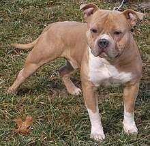 Otherwise, this size has the same proportions and characteristics as the standard american bully. American Bully Wikipedia
