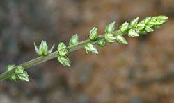 Image result for Pupalia micrantha